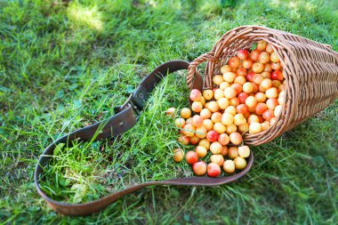Taze toplanmış kirazlarla dolu bir sepet yeşil çimlerin üzerinde duruyor, kirazlar dökülüyor, kiraz hasadının güzelliğini ve bolluğunu vurguluyor.