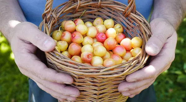 Taze kirazlarla dolu hasır sepeti tutan eller canlı renkleri ve doğal dokuları vurguluyor verimli bir kiraz hasadının özünü anımsatıyor.