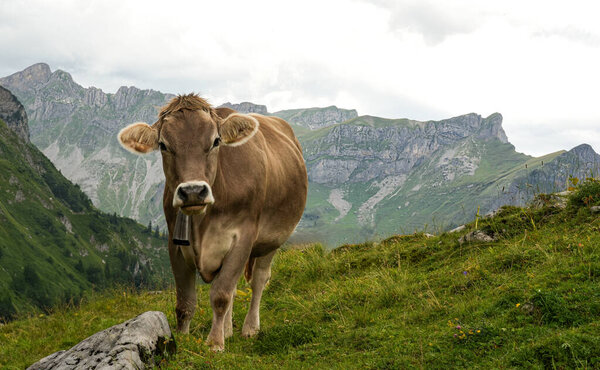 Brown cow peacefully grazes on vibrant green grass, surrounded by stunning mountain scenery, highlighting the tranquility of rural life in an alpine environment