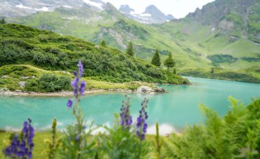 Berrak turkuaz sularıyla İsviçre Alpleri 'ndeki sakin Truebsee dağı, canlı kır çiçekleri ve yemyeşil ile çevrili, çevresindeki tepelerin ve sakin atmosferin güzelliğini yansıtıyor.