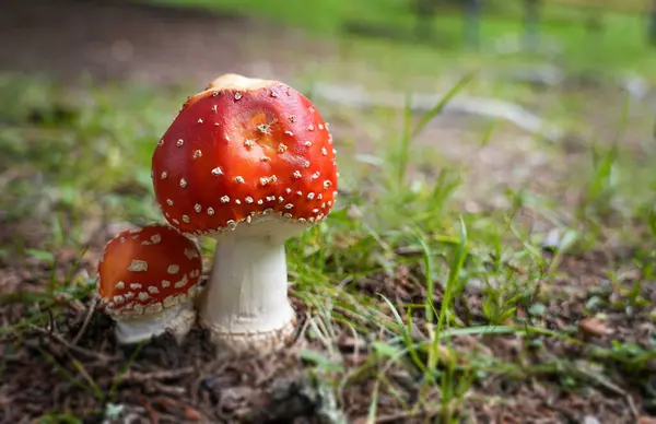 Beyaz benekli parlak kırmızı mantarlar yeşil çimenler ve toprak dokularla çevrili olarak yerden büyür ve orman sahnesinin doğal güzelliğini vurgular.