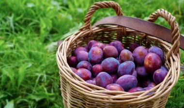 Organik erikler yeşil çimenlerin üzerine yerleştirilmiş kırsal bir sepette toplanır. Meyvelerin taze ve canlı renklerini vurgularlar. Sağlıklı yaşam tarzı betimlemesi için idealdir.