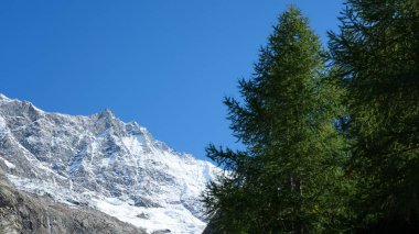 Snow-covered mountain peaks tower against a vibrant blue sky, surrounded by dense green trees, showcasing the serene beauty of nature's landscape