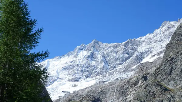 Snow-covered mountain peak stands tall under a bright blue sky, framed by vibrant green trees, highlighting the stunning natural scenery and tranquility of the environment