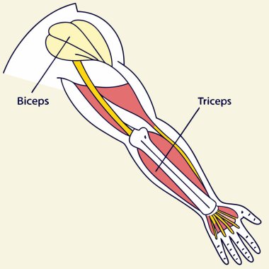 İnsan kolu anatomisinin vektör çizimi