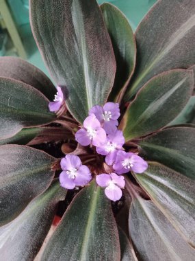 Vahşi menekşe olarak da bilinir. Bu türün doğal dağılım alanı Brezilya 'dır. Uzun ömürlü ya da veremli bir jeofildir ve çoğunlukla nemli tropikal biyomda yetişir..