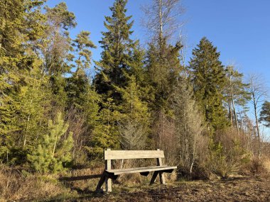 İsveç Ormanı Sahne Doğası, Rahatlama, Huzurlu Manzara, Kuzey Vahşi Doğası, Açık Hava Kaçışı