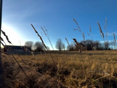 Güneş Işığı Altında Çimenlerin Yakın Çekimi, Altın Alan, Kırsal Arazi, Bulanık Alan Derinliği