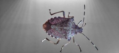 Kahverengi Marble Stink Martin on Skin (Halyomorpha halys)