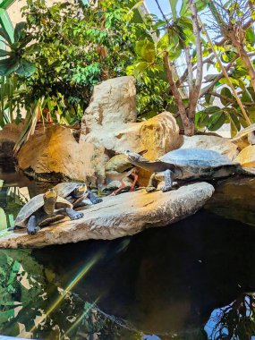 Oasis of Peace: Turtles on a Sunny Rock in a Tropical Paradise