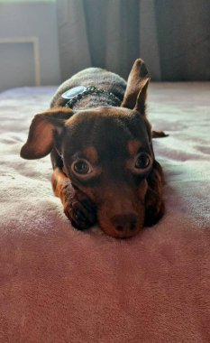 Pinscher köpeği, burnunu iki ön pençesi arasında dinlendirip kameraya bakarak yatakta uzanıyor.. 