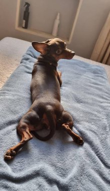 Yatakta mavi bir battaniyeye uzanmış pinscher 'ın arkasından çekilmiş bir fotoğraf. Kameraya bakmak için başını çeviriyor. Arka planda duvardaki oyukta iki sprey var..