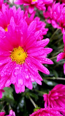 A vibrant image of a bright pink daisy flower, showcasing its vivid yellow core surrounded by delicate, dew-covered petals. The photo highlights the natural charm and freshness of the flower, with a clipart