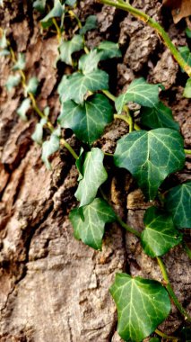 Close-up of vibrant green ivy leaves climbing along the rugged texture of tree bark. The natural contrast emphasizes the connection between plant life and its environment. clipart