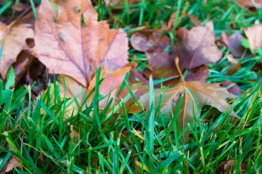 Taze yeşil çimlerin üzerinde dinlenen sonbahar yapraklarının detaylı görüntüsü. Yaprakların topraksı tonları, sonbaharın özünü yakalayan canlı yeşillikle güzel bir tezat oluşturuyor..