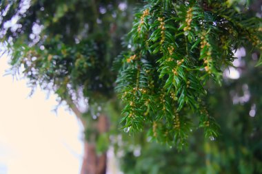Parlayan çiy damlaları ve küçük sarı tomurcuklarla süslenmiş, yemyeşil bir dala yakın çekim. Bereketli yeşillik, yumuşak bulanık arka planla güzel bir tezat oluşturuyor. Tazelik ve huzuru çağrıştırıyor..