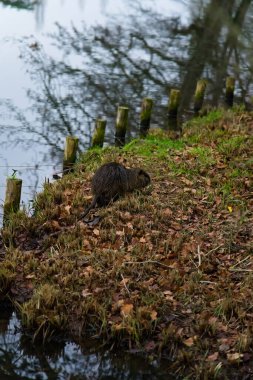Düşen yapraklar ve taze otlarla çevrili sakin bir su kütlesinin kenarında otlayan vahşi bir fındık. Tahta direkler bankayı kaplıyor, doğal manzaraya huzur katıyor. Suyun üzerindeki ağaç dallarının yansımaları bileşimi arttırır..