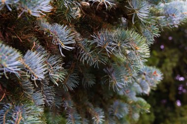 Keskin, katmanlı dokularını ve canlı yeşil-mavi tonlarını gösteren gür çam ağacı iğnelerinin detaylı makro görüntüsü. İğnelerin karmaşık dizilişi doğal bir desen oluşturuyor. Bu desen, sonsuza dek yeşil olan ağaçların güzelliğini vurguluyor. Yumuşak bokeh 