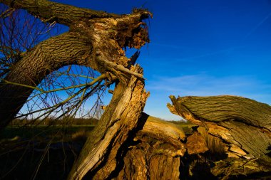 Derin mavi gökyüzüne çarpan yıpranmış ve kırılmış bir ağaç gövdesinin dramatik yakın çekimi. Kabuğun karmaşık dokuları ve sivri kenarları doğanın güçlerinin ham gücünü vurguluyor. Parlak gökyüzü, ağacın toprak tonlarıyla keskin bir tezat oluşturuyor., 