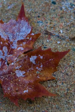 Donmuş bir sonbahar yaprağının dokulu bir zeminde dinlenen yakın çekimi. Yaprağın zengin kahverengi ve turuncu tonları, mevsimsel geçişin büyüleyici bir gösterisini oluşturan narin beyaz don kristalleri ile güzel bir tezat oluşturuyor. Kıvrımlı sırt