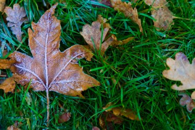 Serin bir sahne, yemyeşil çimlerden oluşan bir yatağın üzerine serpilmiş çeşitli buzlu yapraklar sergiliyor. Görüntü, sonbaharın kalıntıları ve kış mevsimi arasındaki hassas dengeyi vurgulayarak yaprak yüzeyindeki karmaşık buz oluşumlarını vurguluyor.