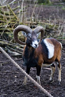 Büyük spiral boynuzları ve doğal bir muhafazanın içinde duran çok renkli bir ceketi olan çarpıcı bir koç. Arka planda toprak zemin ve istiflenmiş dallar yer alıyor, kırsal ayarı vurguluyor.