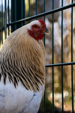 Güzel desenli tüyleri olan görkemli bir horoz, canlı kırmızı tarağını ve tetikte bakışlarını sergileyen bir çitin yanında durur..