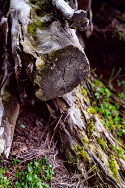 Yosun kaplı ve orman zeminiyle çevrili yıpranmış bir ağaç kütüğünün yakın çekimi..