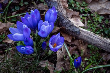 Bir grup canlı mavi kır çiçeği ilkbaharın başında orman zemininde kuru yapraklar ve çimenler arasında çiçek açıyor..