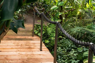 Dar, ahşap bir köprü ve bir halat korkuluğu, yemyeşil tropikal bitkiler ve eğreltiotu boyunca uzanır..