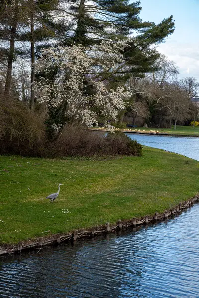 Gri balıkçıl, çimenli bir nehir kıyısı boyunca yürür sakin bir parkta çiçek açan ağaçların altında, arka planda demirlemiş teknelerle..