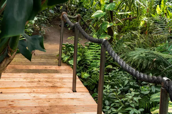 Dar, ahşap bir köprü ve bir halat korkuluğu, yemyeşil tropikal bitkiler ve eğreltiotu boyunca uzanır..