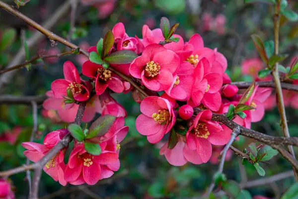 Renklerle dolup taşan pembe çiçeklerin yakın çekimi ilkbahar yenilenmesinin ve canlı paletin güzelliğini vurguluyor..