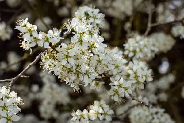 Baharda açan beyaz çiçeklerin yakın çekimi, sıcak ve güneşli bir günde doğanın taze ve zarif güzelliğini yakalıyor..