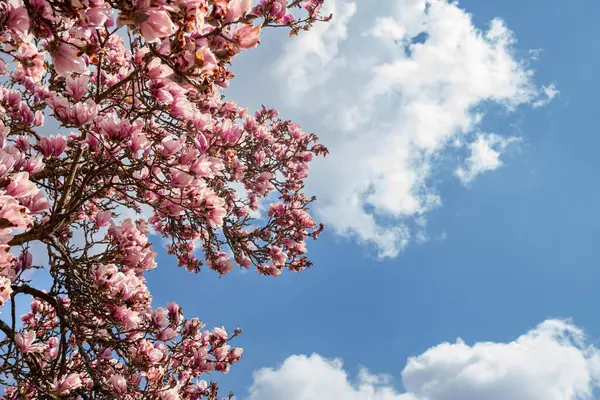 Pembe manolyanın canlı bir görüntüsü parlak mavi bir gökyüzüne karşı çiçek açar. Kabarık beyaz bulutlar baharın gelişini simgeler..