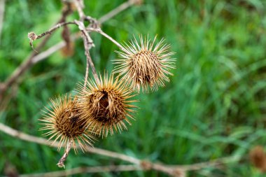Keskin dikenleri olan kurumuş dulavrat tohumlarının makro fotoğrafı bulanık yeşil çimen arka planına karşı bir daldan sarkan.