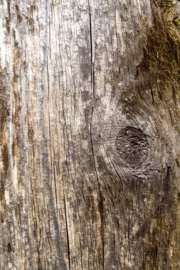 Doğal çatlaklara ve düğümlere sahip eski yıpranmış ahşabın detaylı makro çekimi, arka plan ya da kırsal tasarım elementleri için mükemmel..