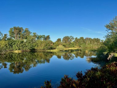 Bereketli yeşillik ve parlak mavi gökyüzünün altında canlı tropikal bitkilerle çevrili huzurlu bir tatlı su göleti. Durgun sudaki ayna benzeri yansımalar açık havanın güzelliğini takdir etmek için sakin ve uyumlu bir doğal manzara yaratır..