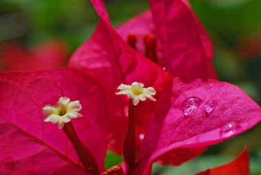 Bahçedeki güzel kırmızı çiçek