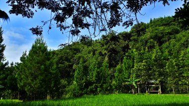 Parkın güzel manzarası
