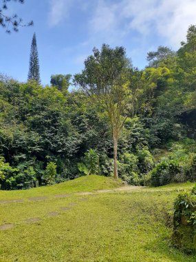 Ormanın güzel manzarası