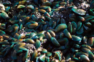 Piyasada bir yığın yeşil midye