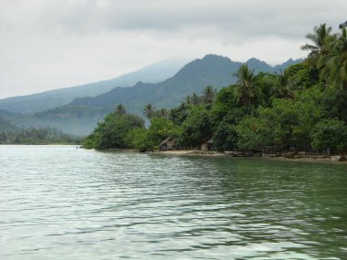 Hindistan cevizi ağaçları ve kumsalı olan tropik bir ada.