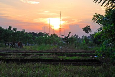 gün batımında ağaçlar ve bitkiler.