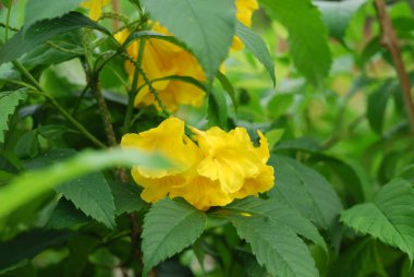 Bahçedeki güzel çiçekler