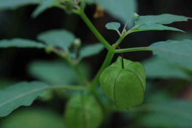 Bahçedeki bir bitkiyi kapat.
