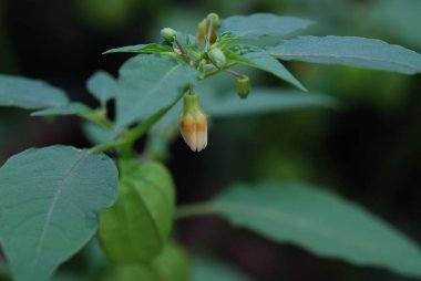 Bahçedeki güzel çiçekler