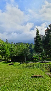 Ağacı ve büyük ağacı olan güzel bir manzara.