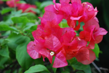 Bahçedeki güzel kırmızı çiçek