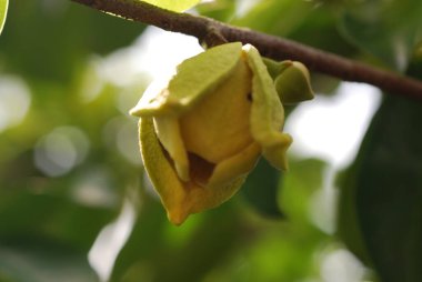 Güzel botanik fotoğrafı, doğal duvar kağıdı.